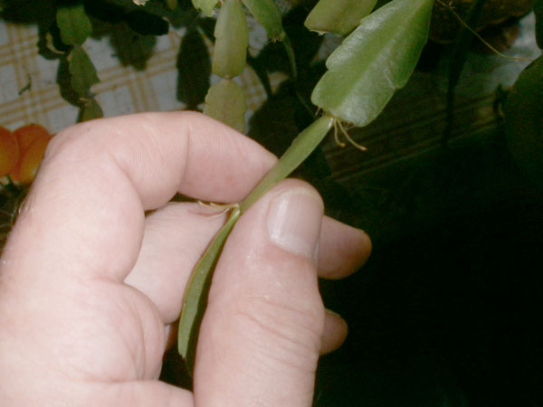 Reproduction
