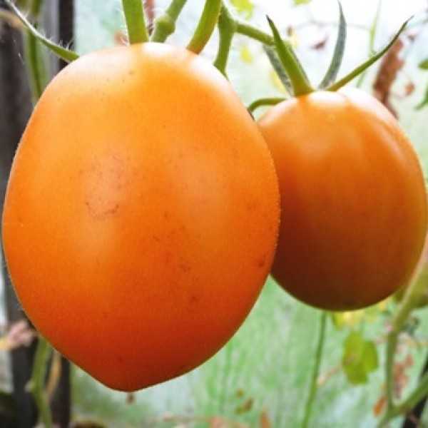 orange Dabrao