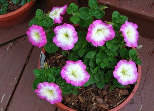 petunia floribunda