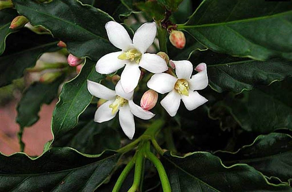 Gardenia Citriodra