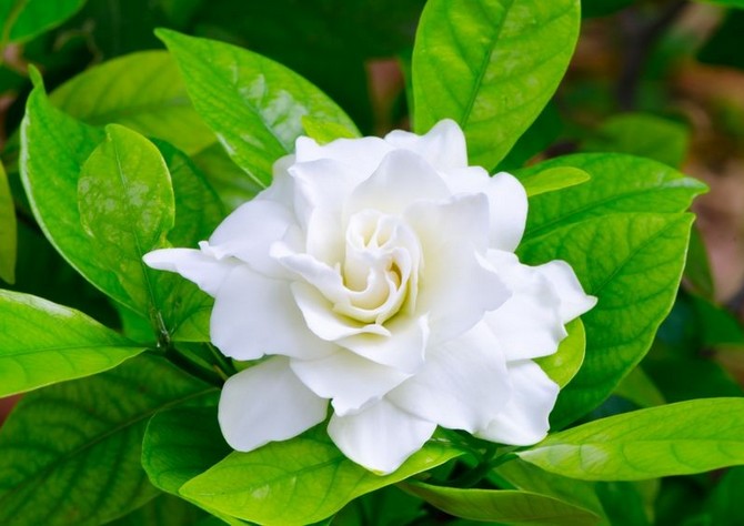 Gardenie