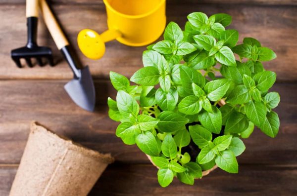 Terreau pour la culture du basilic