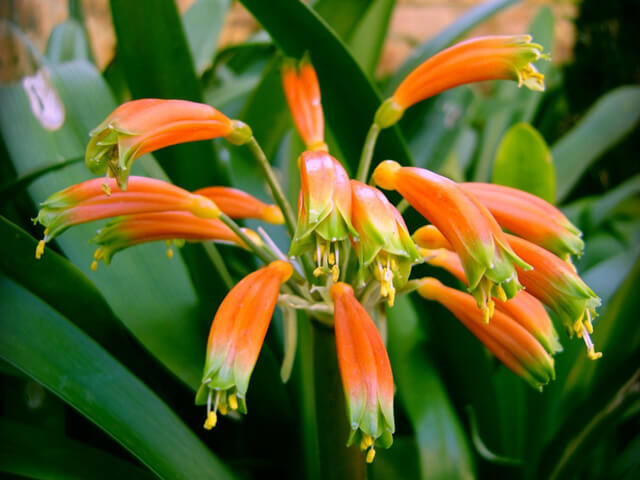 Gardena