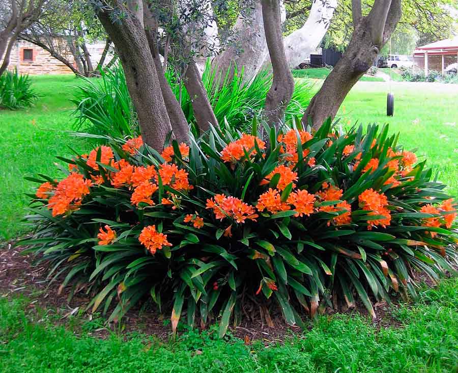 Clivia