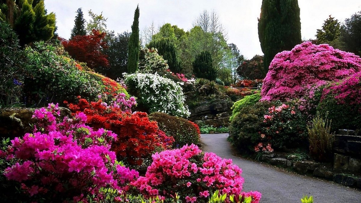 arbustes à fleurs