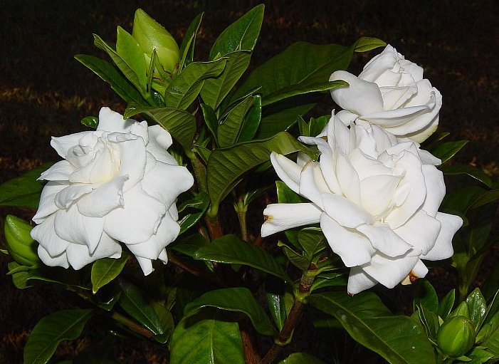 Gardenie Jasminoides