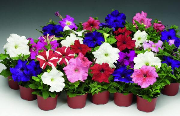 petunias de flores grandes en macetas