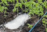 Tomaten mit Salz düngen