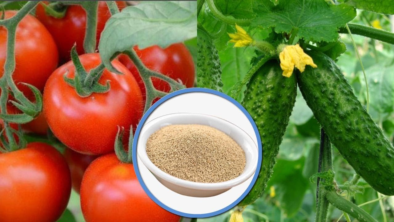 Tomaten mit Hefe füttern