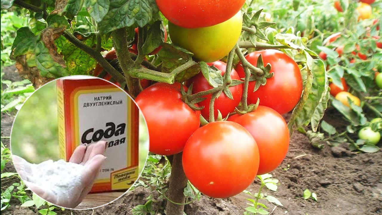 Тор със сода бикарбонат за домати