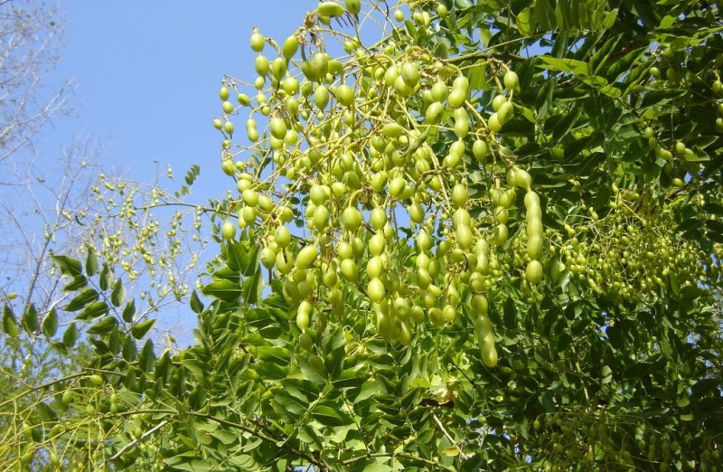 Sophora