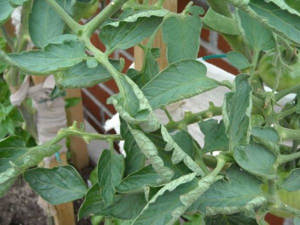 foglie di pomodoro