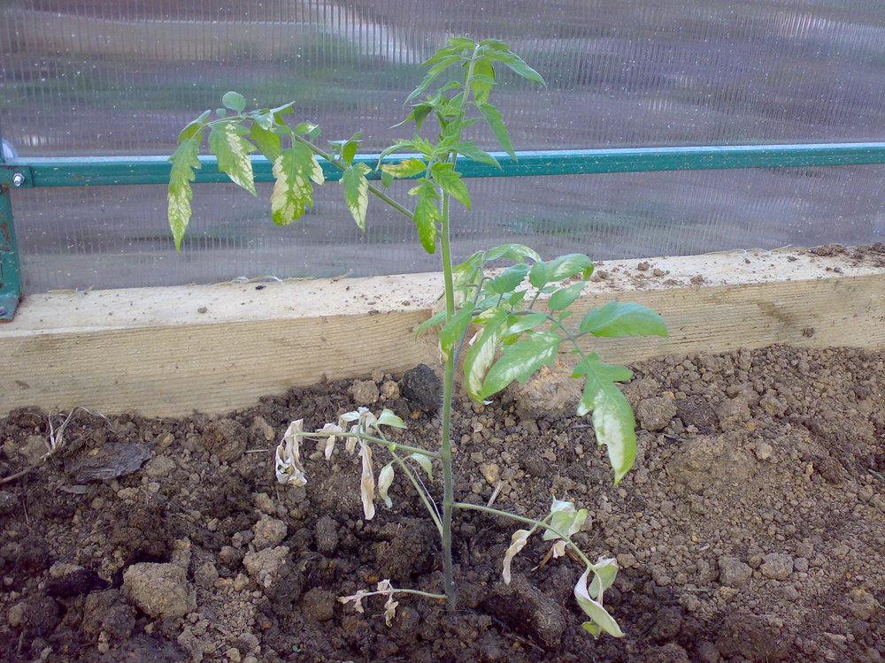 pomodori in serra