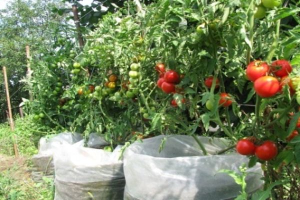 Tomaten in Beuteln