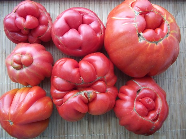 tomates effrayantes