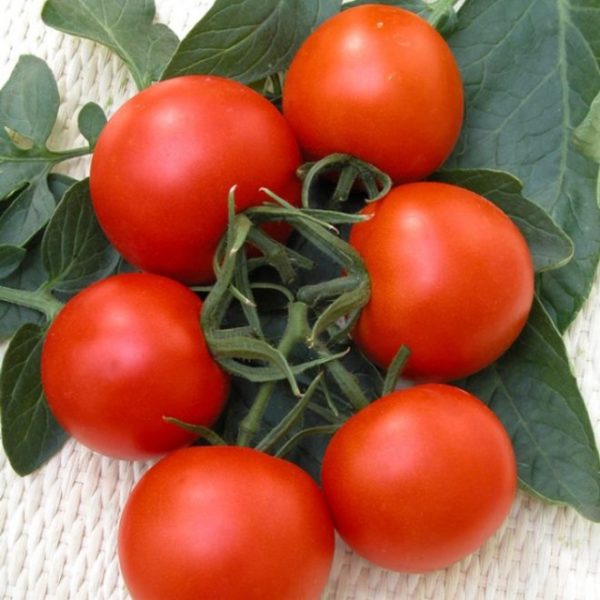verlioka