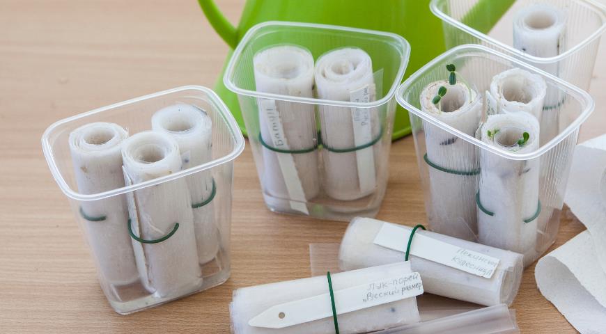 Growing seedlings
