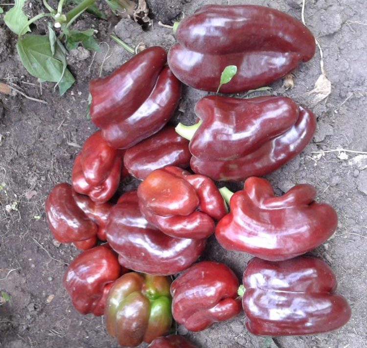 Variété Étoile de l'Est