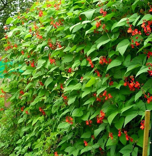 haricots ornementaux