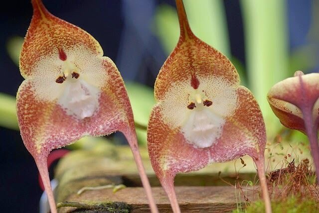 Dracula-Orchideen oder Affengesicht-Orchideen