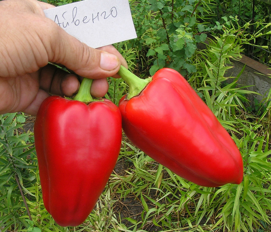 variété Ivanhoe