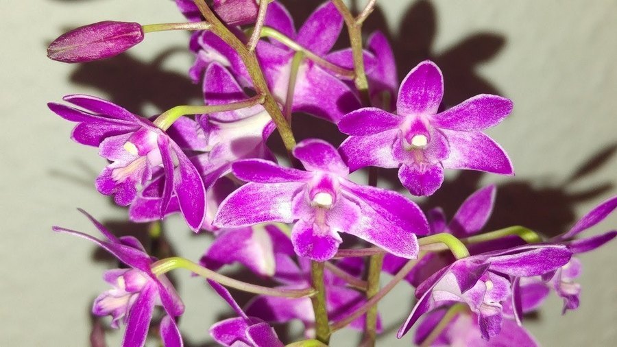 Dendrobium Berry Oda