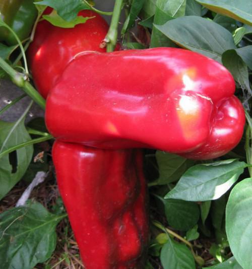variété atlantique