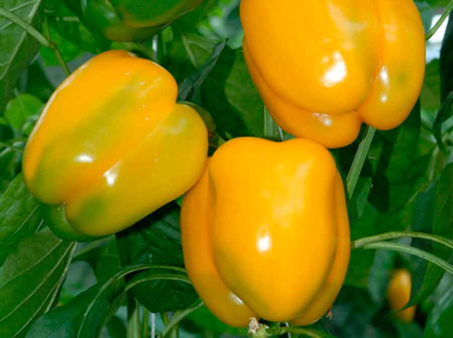Abricot Variété préférée