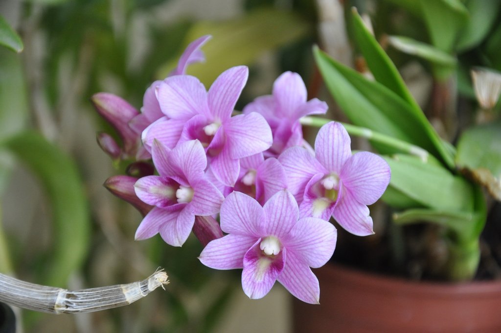 Dendrobium Phalaenopsis