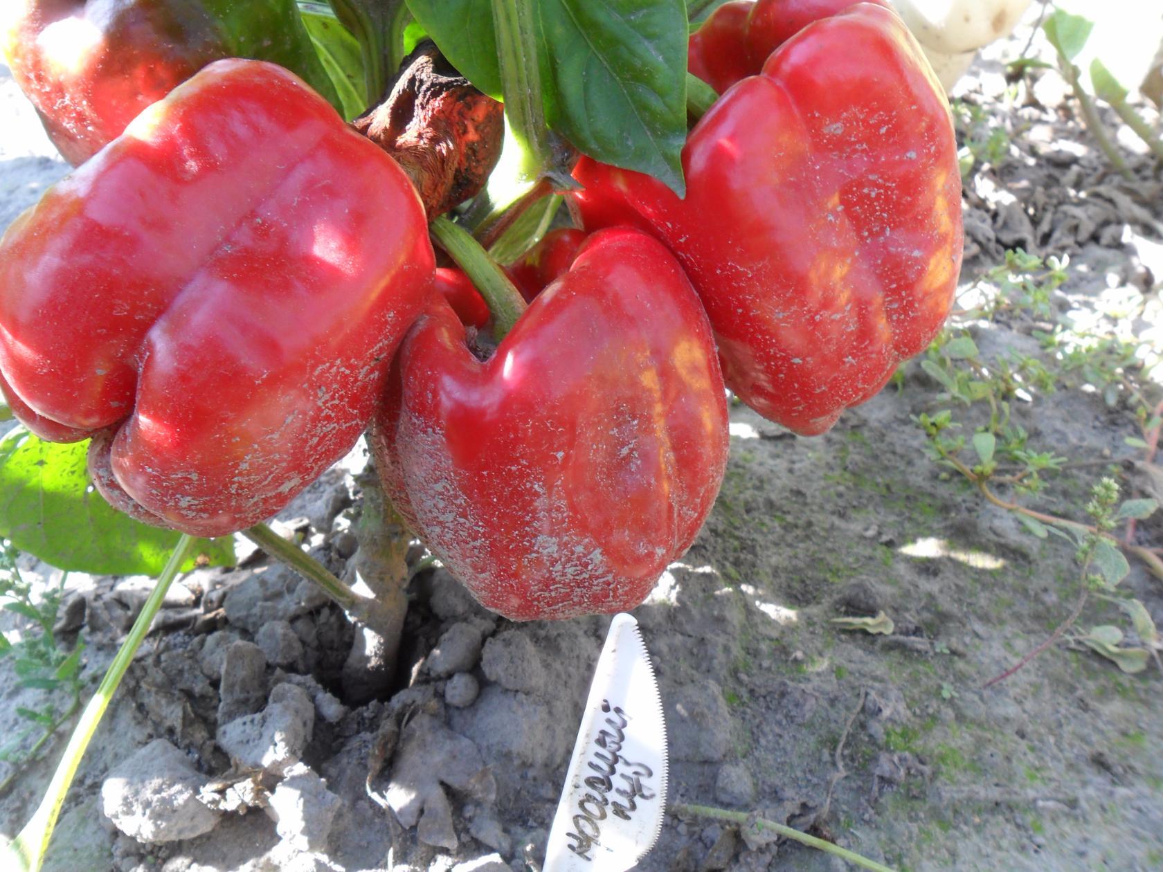 Variété de la Place Rouge