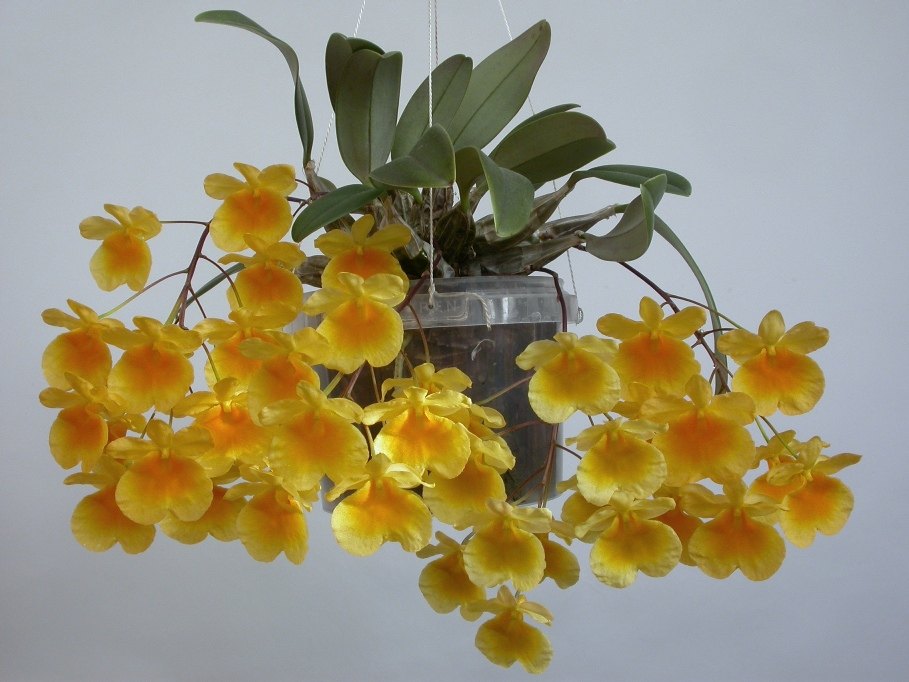Dendrobium Lindley