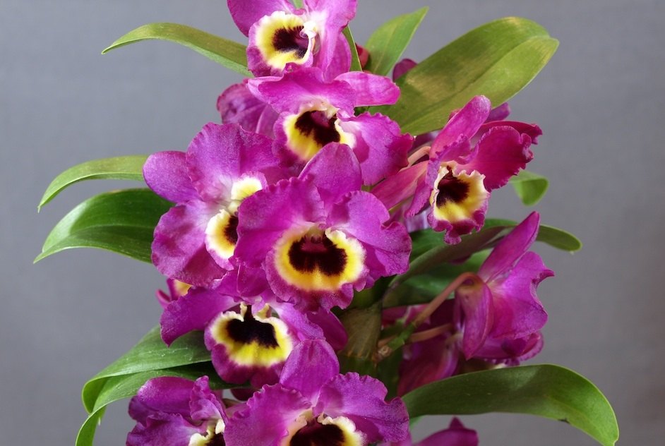 Dendrobium Nobile
