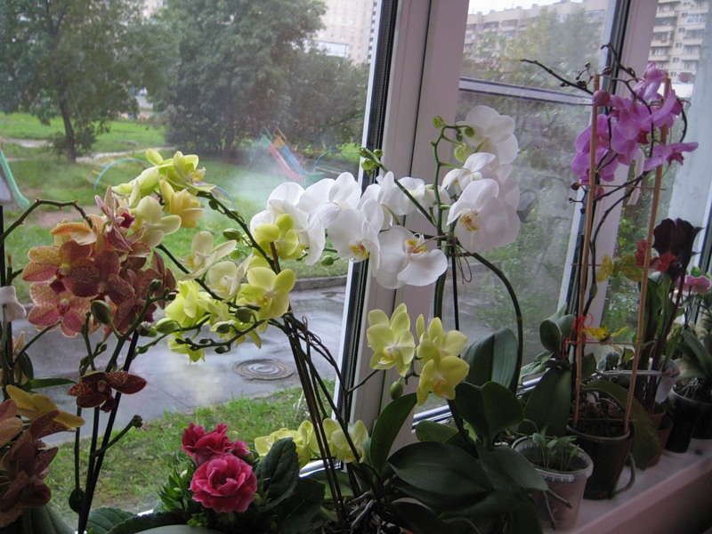 Orchidée en pot