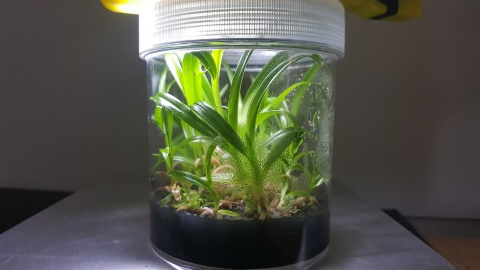 Orchideensprossen