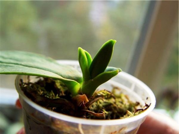 Orchideenspross