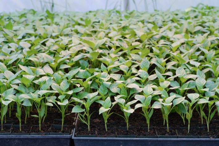 Jeunes plants dans une serre