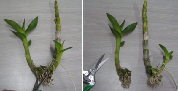 Orchideenvermehrung