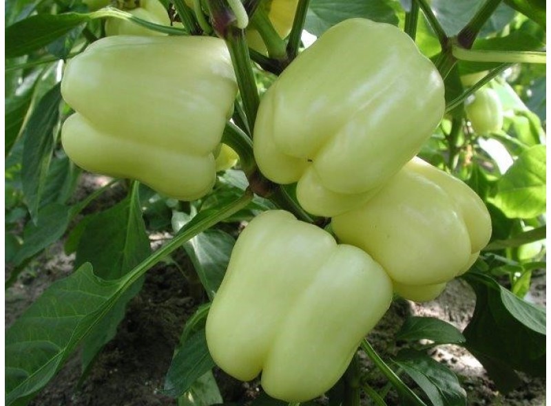 variété Belladonna