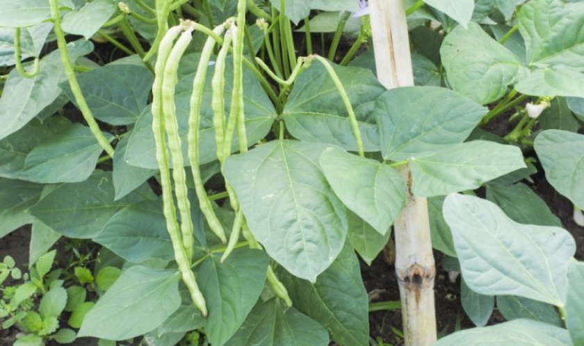 haricots