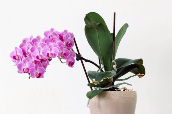 Phalaenopsis-Orchidee blüht