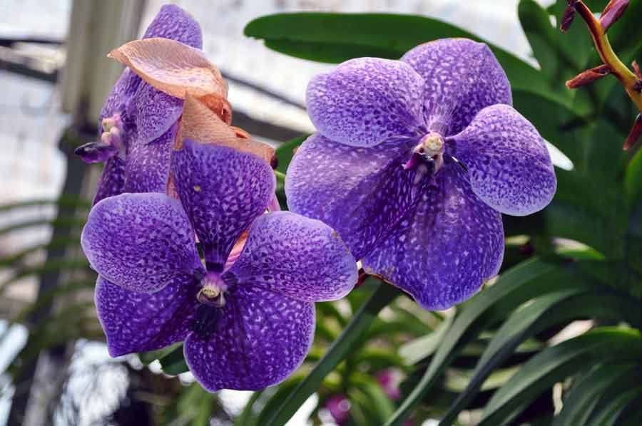 Orchidee Vanda
