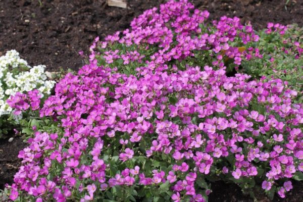 Transplantation d'Arabis