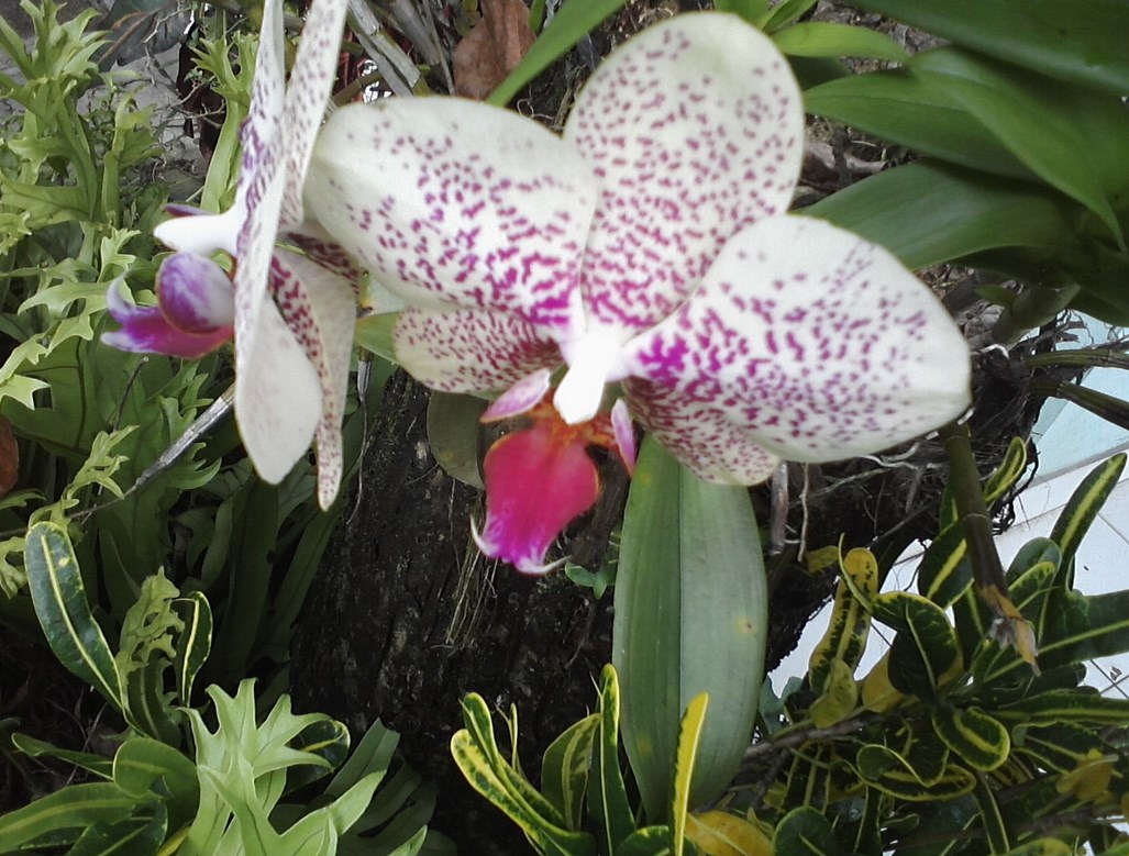 Mücken in Orchideen