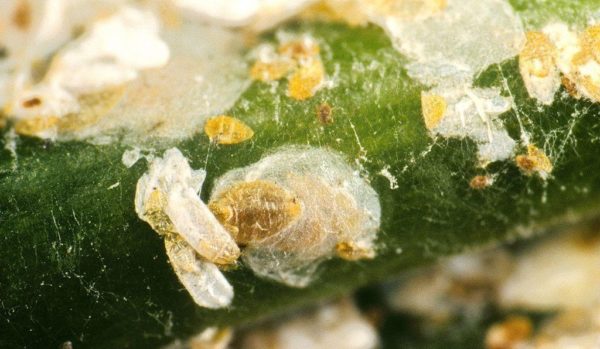 maladie des plantes