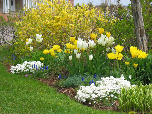 Arabis et tulipes