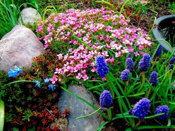 Arabis et fleurs bleues