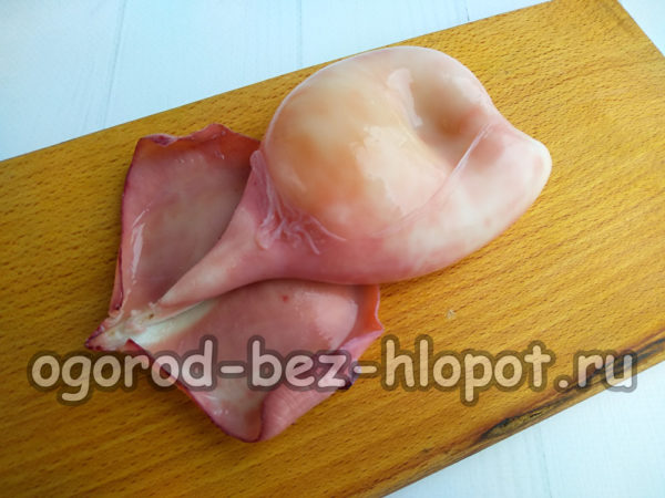 Tintenfisch kochen und putzen