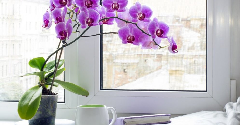 Wie lange blüht eine Orchidee?