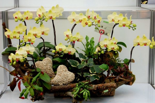 composizioni di orchidee