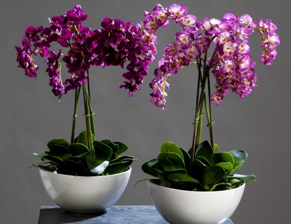 composizioni di orchidee
